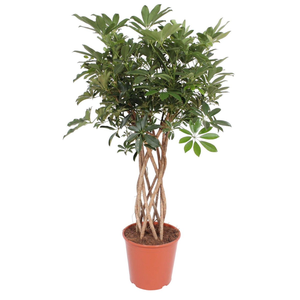 Schefflera Arboricola Compacta Gevlochten Stam | ↑130 cm | Ø30 cm