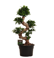 Ficus Microcarpa Ginseng | ↑80 cm | Ø27 cm
