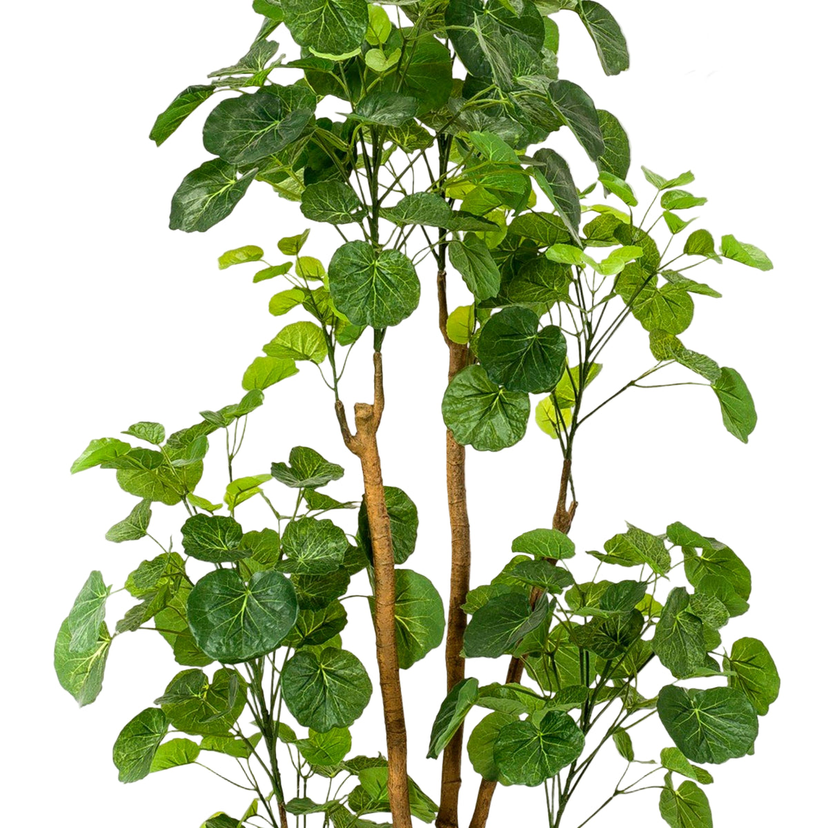 Kunstplant | Polyscias | ↑160 cm