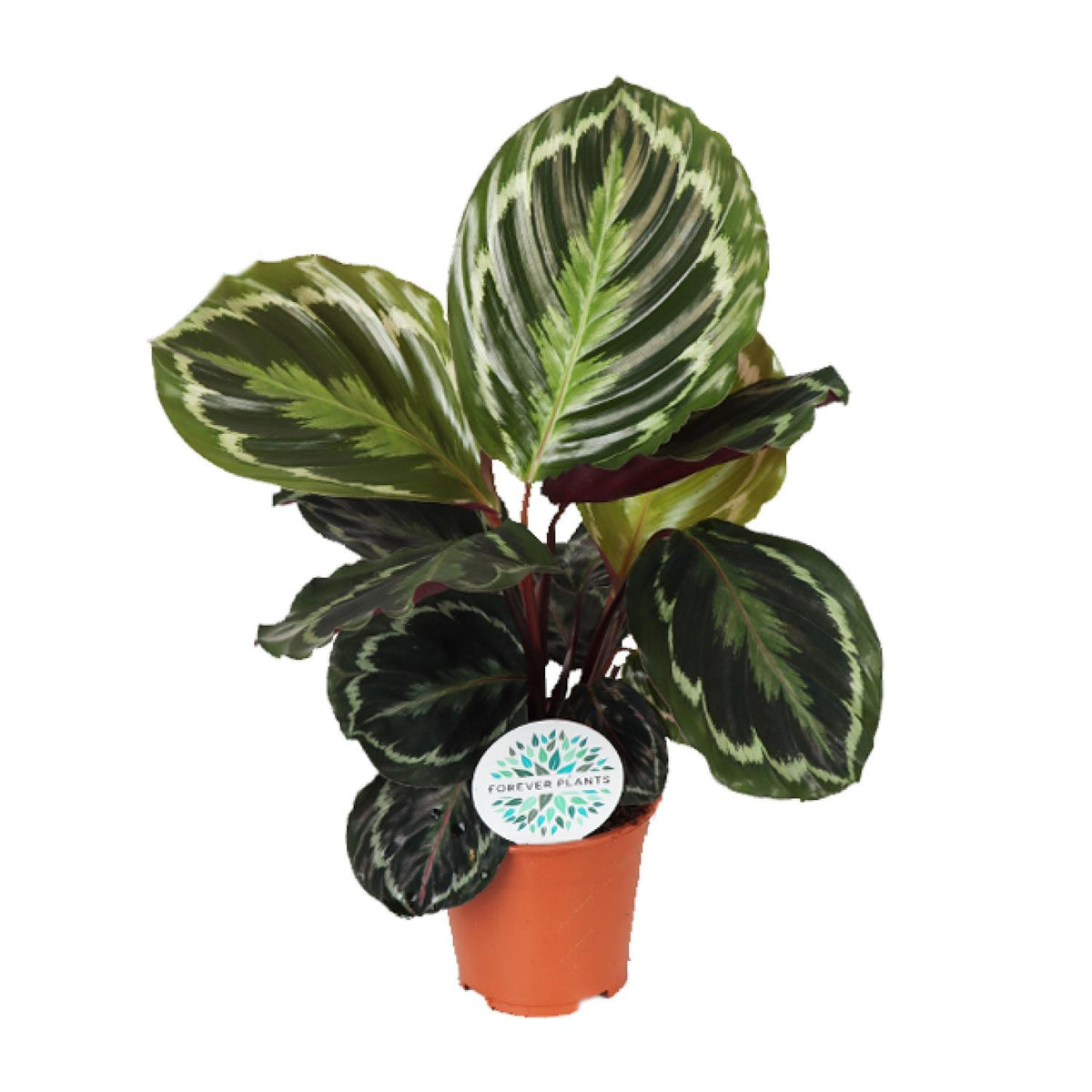 Calathea Medallion | ↑45 cm | Ø14 cm
