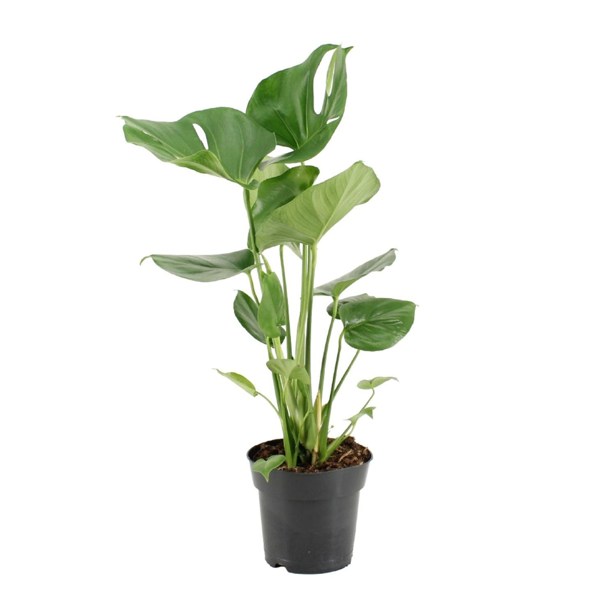 Monstera Deliciosa | ↑60 cm | Ø17 cm