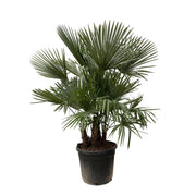 Trachycarpus Multi Stam | ↑230 cm | Ø50 cm