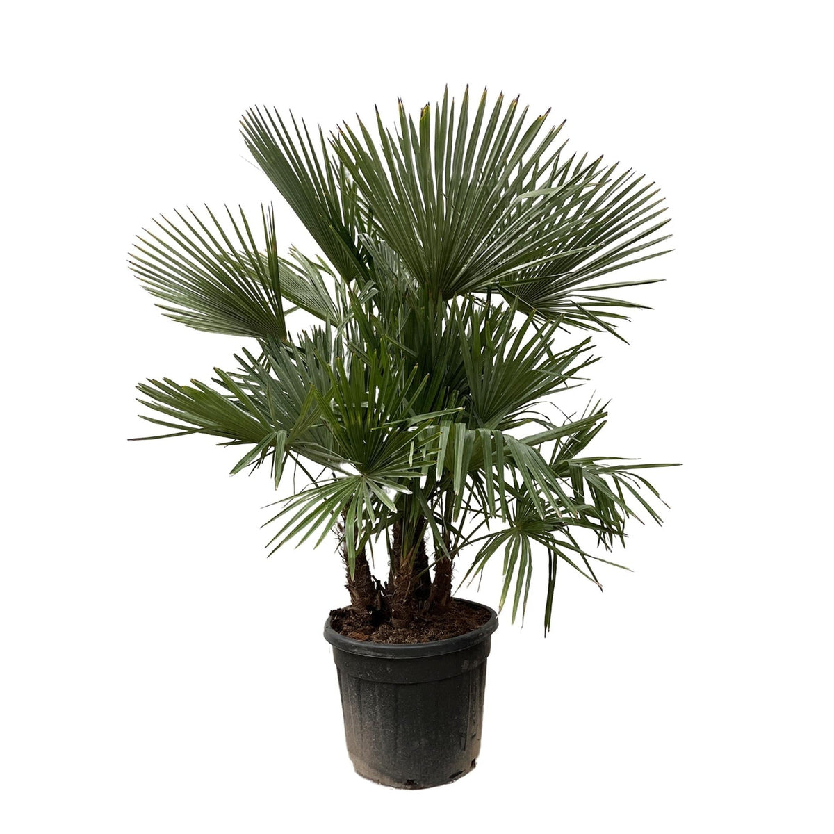 Trachycarpus Multi Stam | ↑230 cm | Ø50 cm