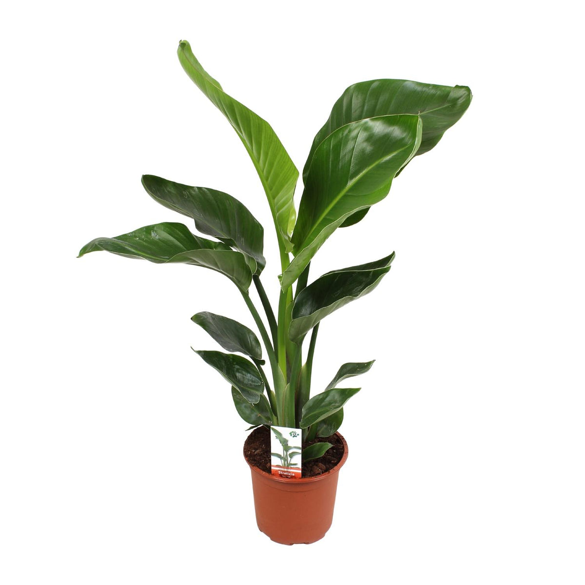 Strelitzia Nicolai | ↑70 cm | Ø17 cm