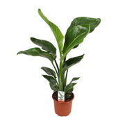 Strelitzia Nicolai | ↑70 cm | Ø17 cm