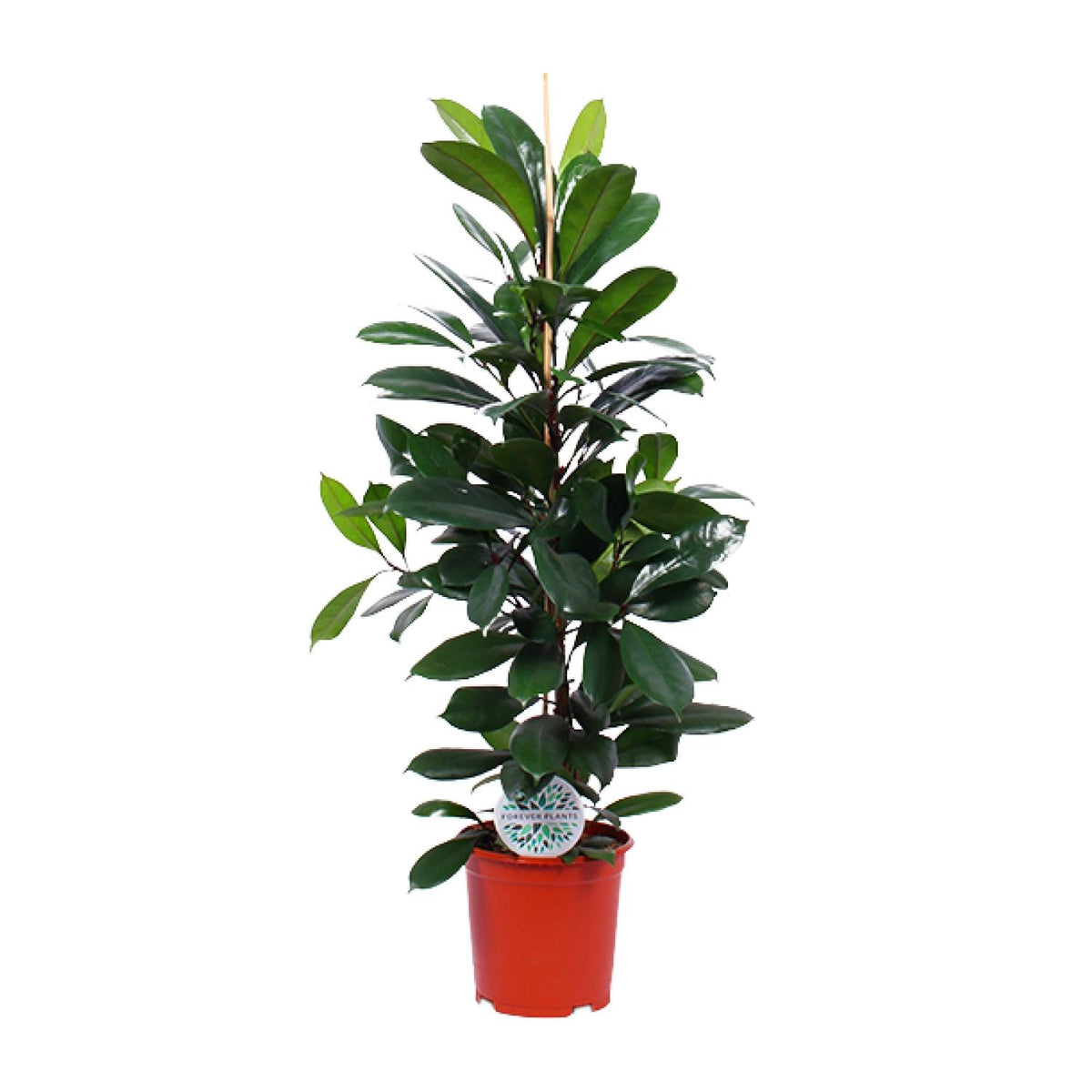 Ficus Cyathistipula | ↑105 cm | Ø21 cm