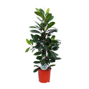 Ficus Cyathistipula | ↑105 cm | Ø21 cm
