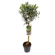 Olea Europaea | ↑90 cm | Ø19 cm