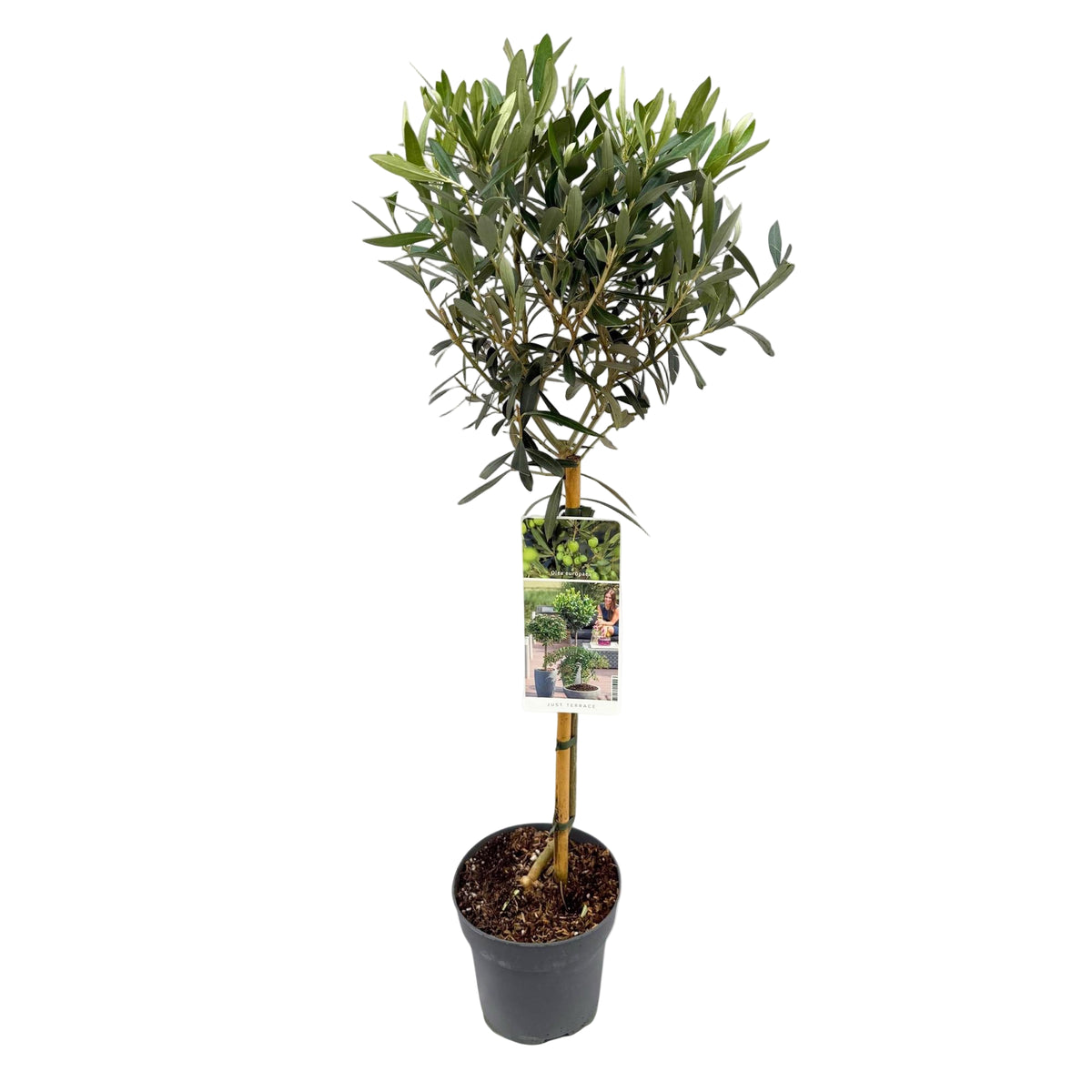 Olea Europaea | ↑90 cm | Ø19 cm