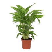 Calathea Leopardina | ↑35 cm | Ø12 cm