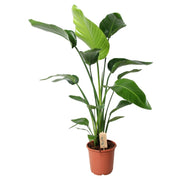 Strelitzia Nicolai | ↑100 cm | Ø21 cm