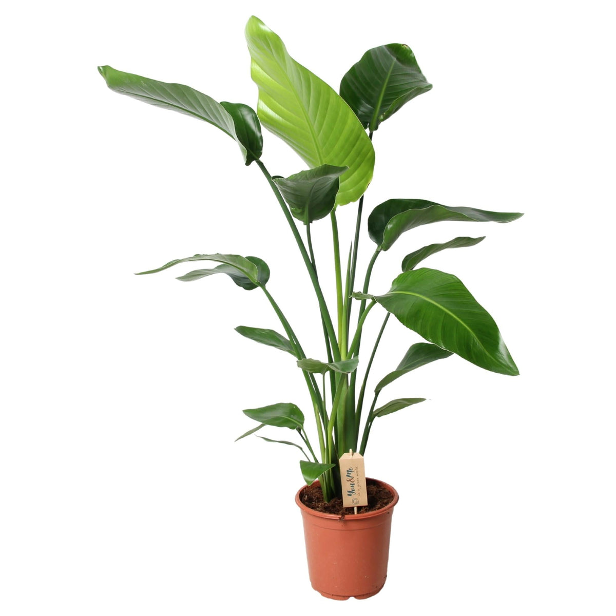 Strelitzia Nicolai | ↑100 cm | Ø21 cm
