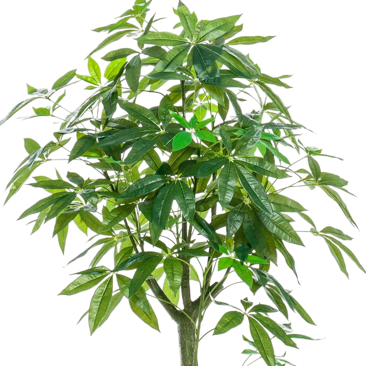 Kunstplant | Pachira Aquatica | ↑150 cm