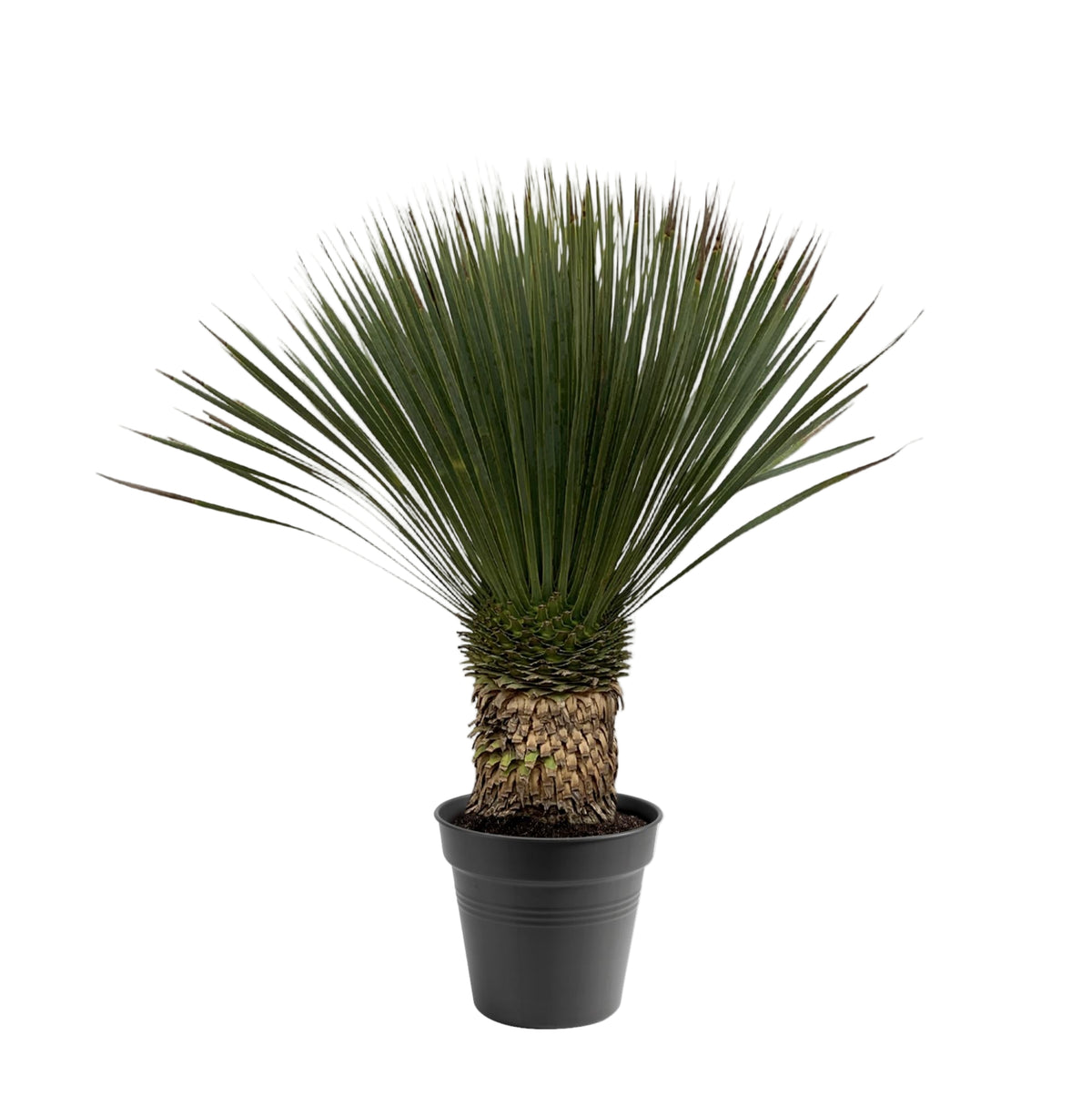 Yucca Rostrata | ↑90 cm | Ø38 cm