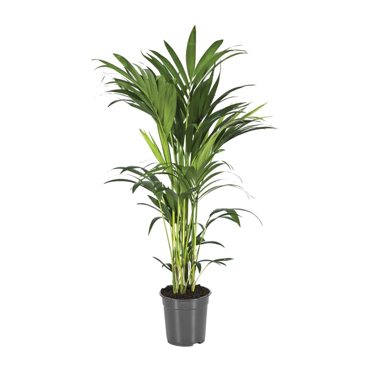 Howea Forsteriana | ↑100 cm | Ø21 cm