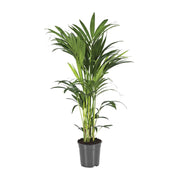 Howea Forsteriana | ↑100 cm | Ø21 cm