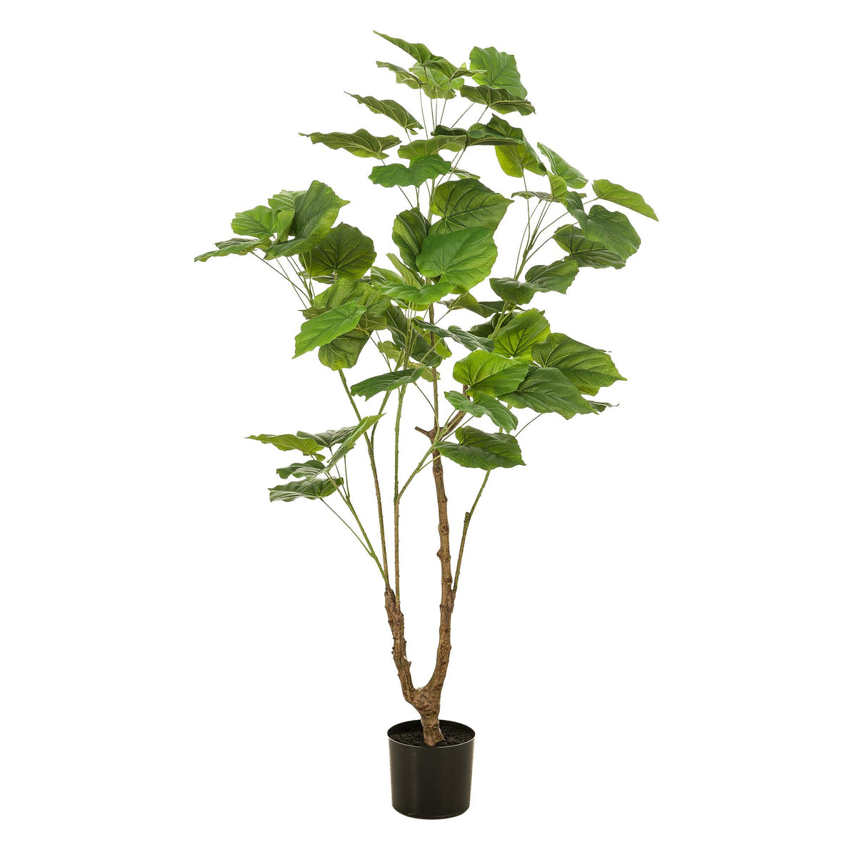 Kunstplant | Ficus Umbellate | ↑125 cm