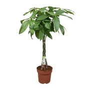 Pachira Aquatica | ↑120 cm | Ø24 cm