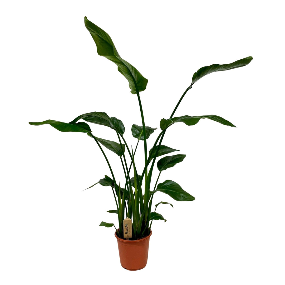 Strelitzia Nicolai | ↑120 cm | Ø21 cm