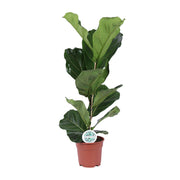 Ficus Lyrata | ↑60 cm | Ø17 cm