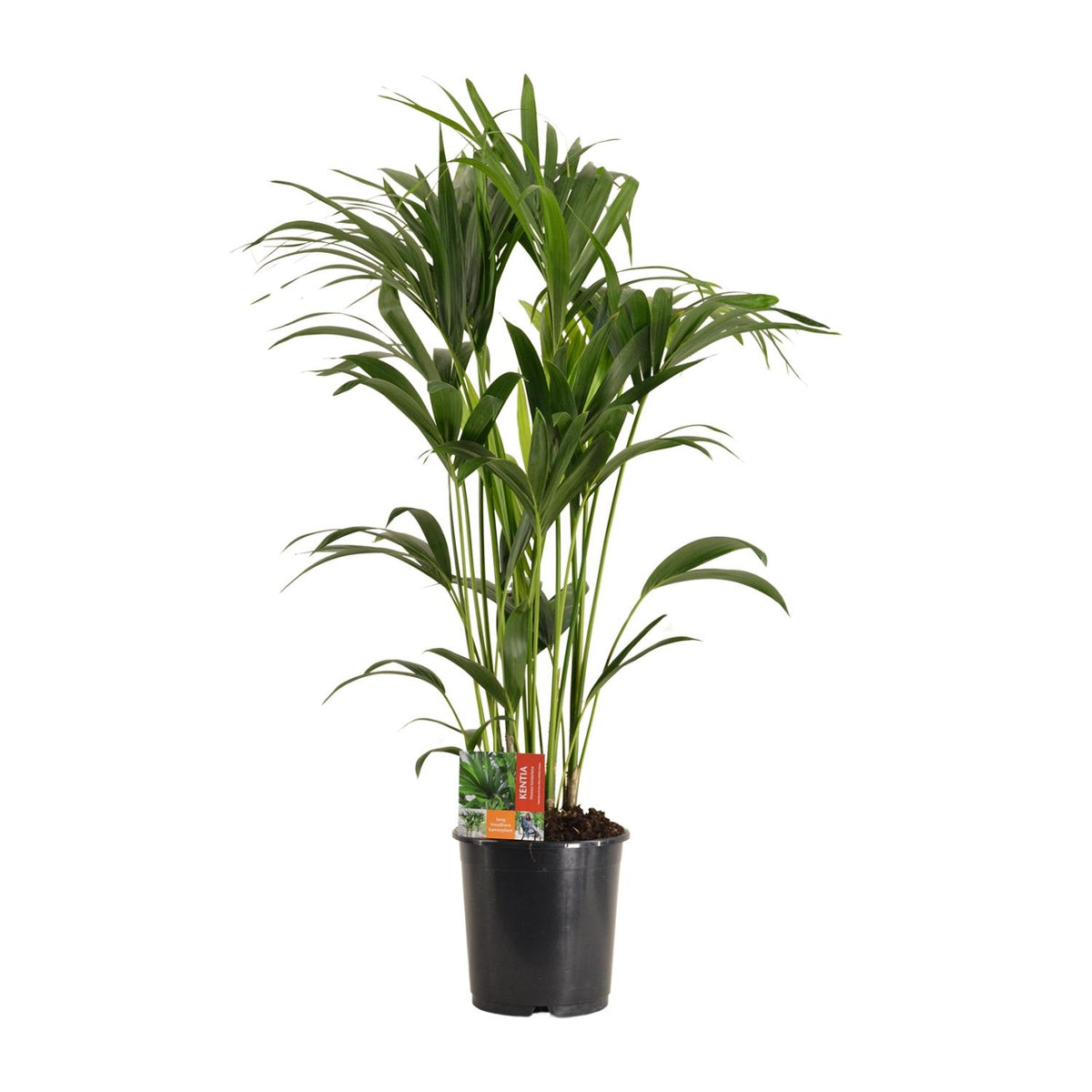 Howea Forsteriana | ↑120 cm | Ø24 cm