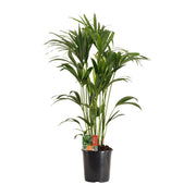 Howea Forsteriana | ↑120 cm | Ø24 cm