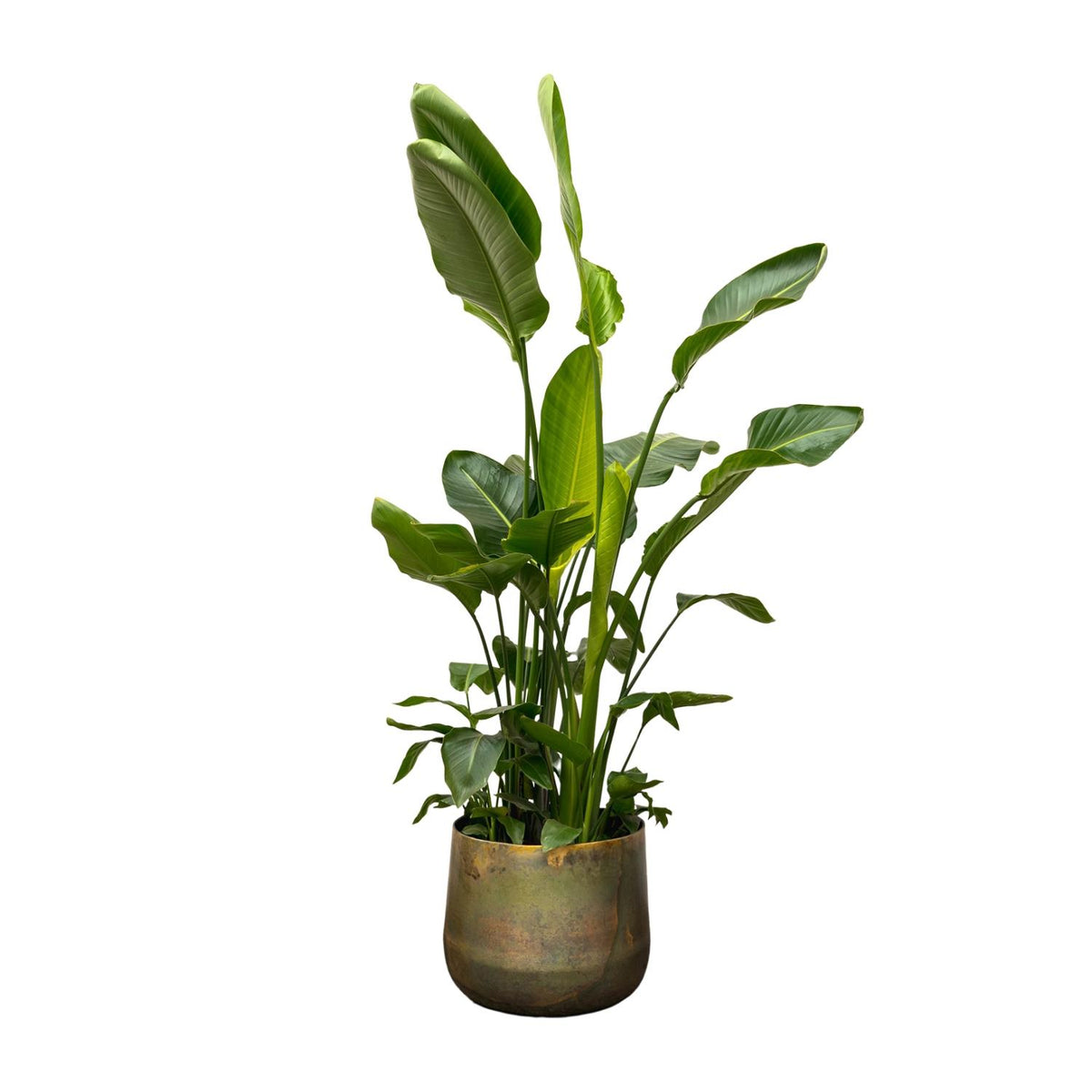 Strelitzia Nicolai Deluxe XXL | ↑250 cm | Ø40 cm