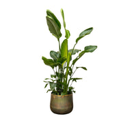 Strelitzia Nicolai Deluxe XXL | ↑250 cm | Ø40 cm
