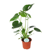 Monstera Deliciosa | ↑45cm | Ø14 cm