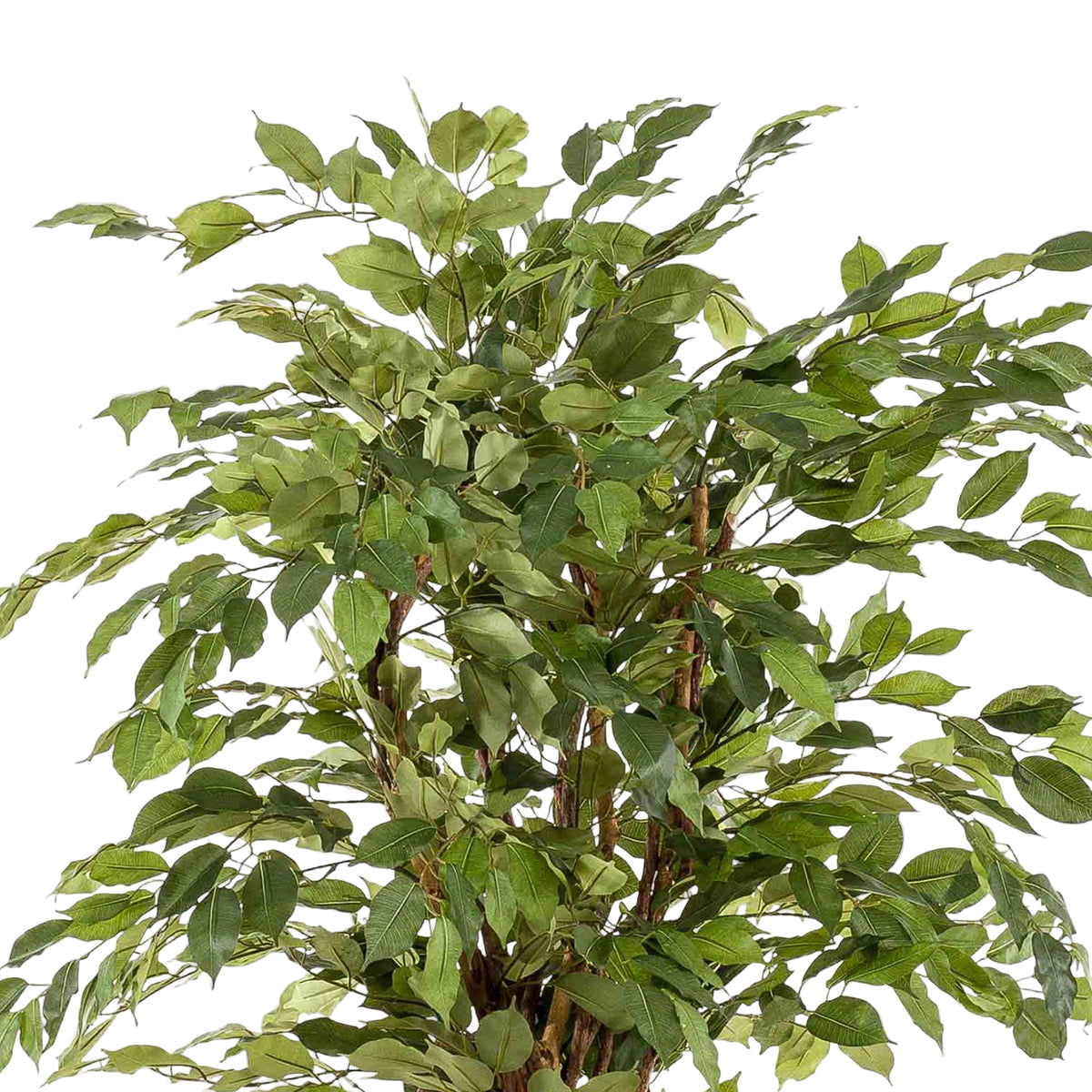 Kunstplant | Ficus Liana | ↑170 cm
