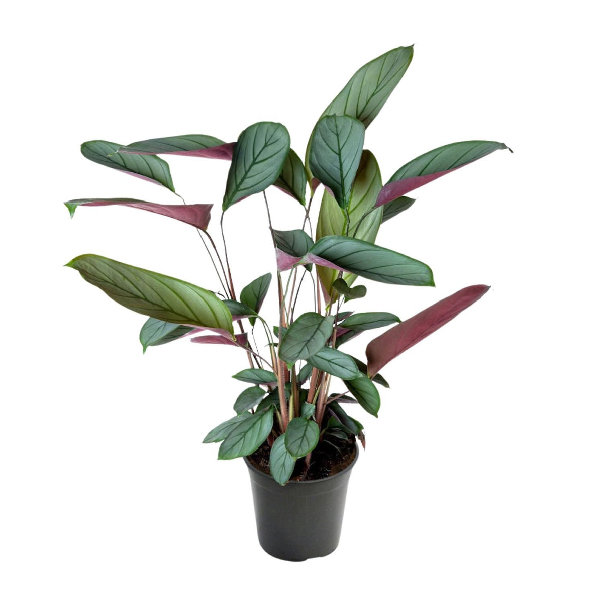 Ctenanthe Setosa | ↑60 cm | Ø17 cm