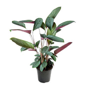 Ctenanthe Setosa | ↑60 cm | Ø17 cm