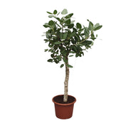 Ficus Benghalensis boom | ↑200 cm | Ø50 cm