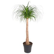 Beaucarnea | ↑120 cm | Ø32 cm