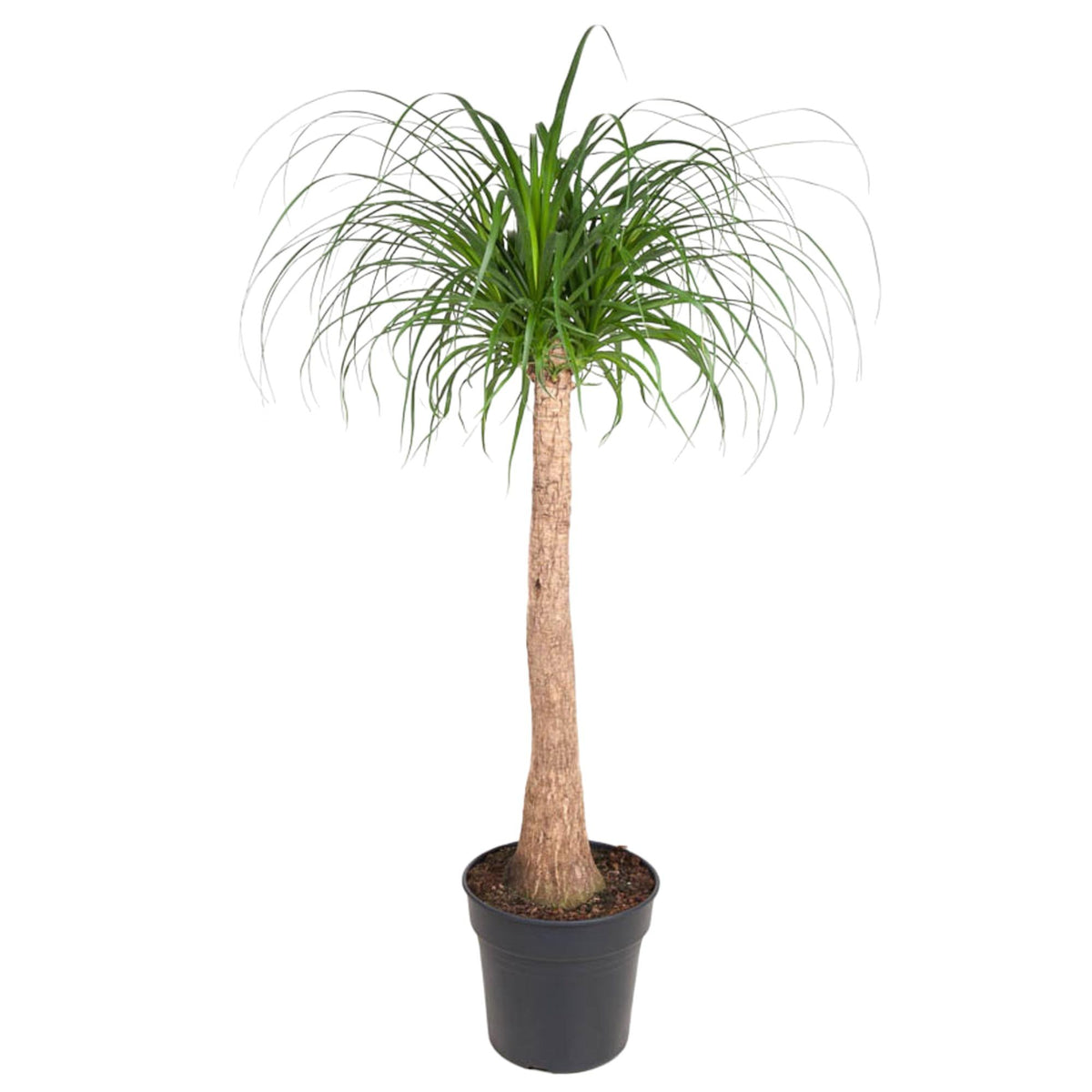 Beaucarnea | ↑120 cm | Ø32 cm