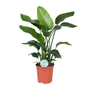 Strelitzia Nicolai | ↑80 cm | Ø21 cm