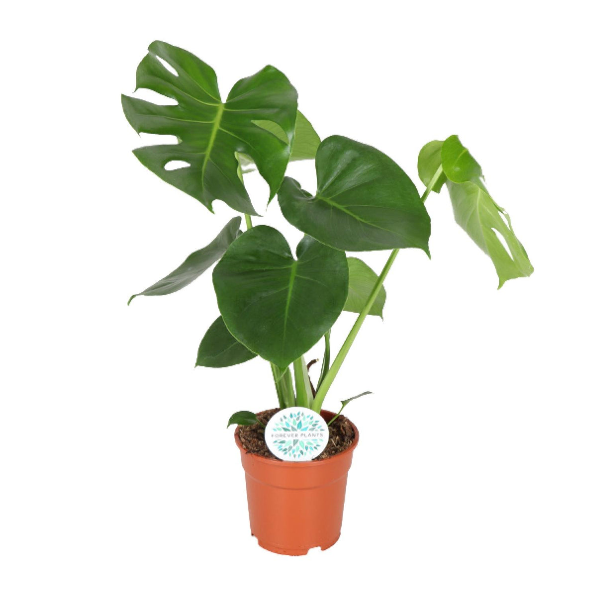 Monstera Deliciosa | ↑55 cm | Ø17 cm