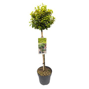 Euonymus Fortunei Emerald | ↑90 cm | Ø19 cm