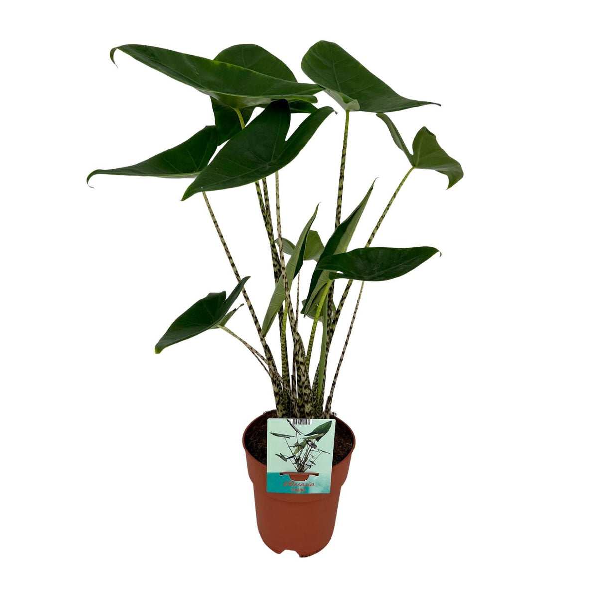 Alocasia Zebrina  | ↑75 cm | Ø19 cm