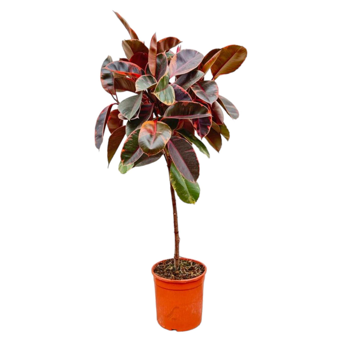 Ficus Elastica Belize Op Stam | ↑130 cm | Ø24 cm