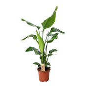 Strelitzia Nicolai | ↑90 cm | Ø19 cm