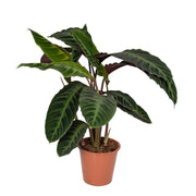 Calathea Warscewiczii | ↑70 cm | Ø19 cm