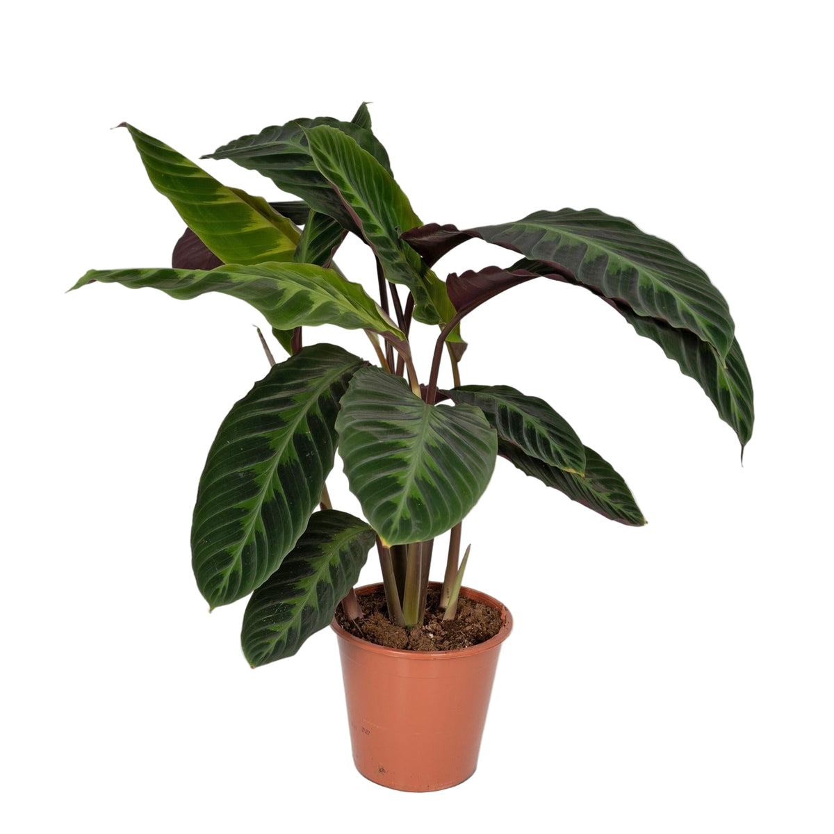 Calathea Warscewiczii | ↑70 cm | Ø19 cm