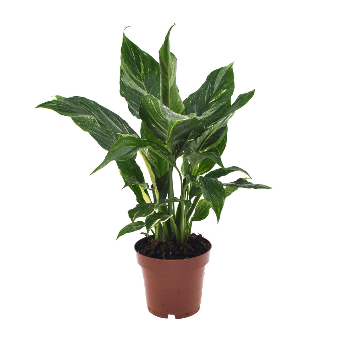 Spathiphyllum Diamond | ↑40 cm | Ø12 cm