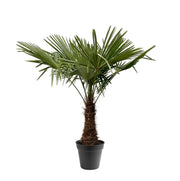 Trachycarpus Fortuneii | ↑230 cm | Ø45 cm