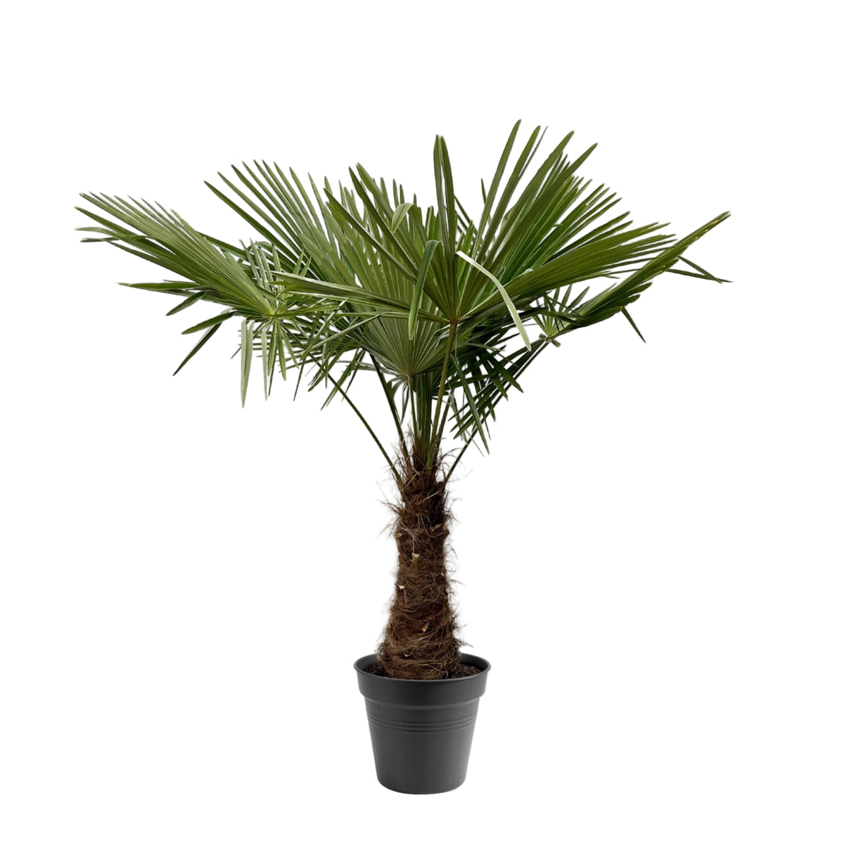 Trachycarpus Fortuneii | ↑230 cm | Ø45 cm