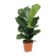 Ficus Lyrata | ↑75 cm | Ø17 cm