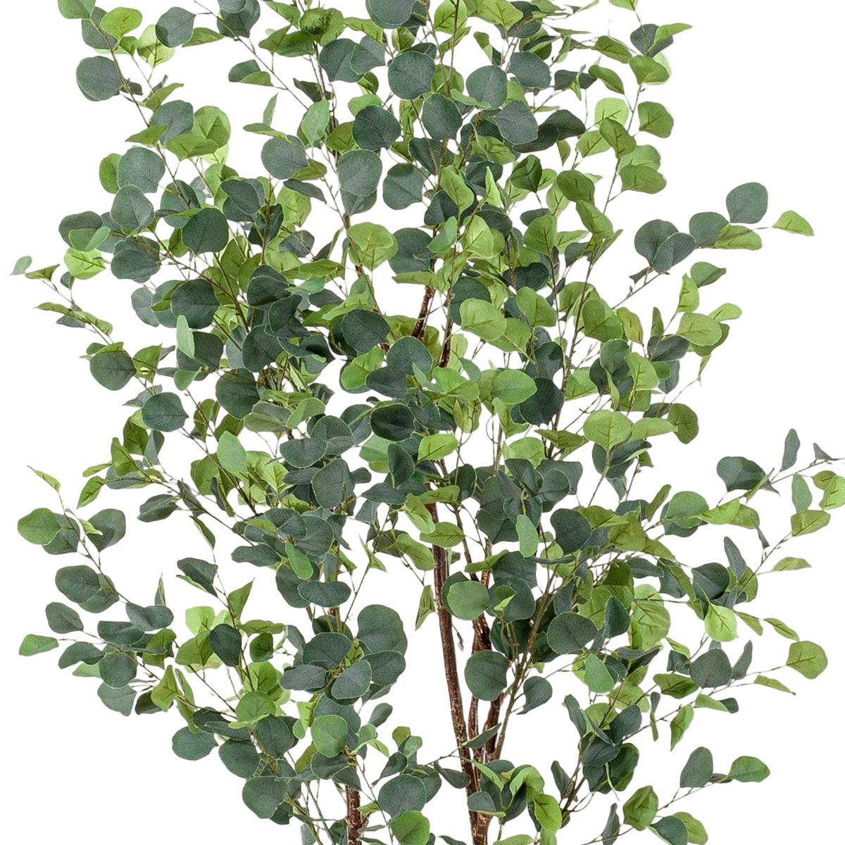 Kunstplant | Eucalyptus | ↑180 cm