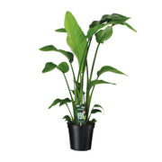 Strelitzia Nicolai | ↑90 cm | Ø19 cm