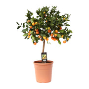 Citrus Calamondin | ↑80 cm | Ø22 cm